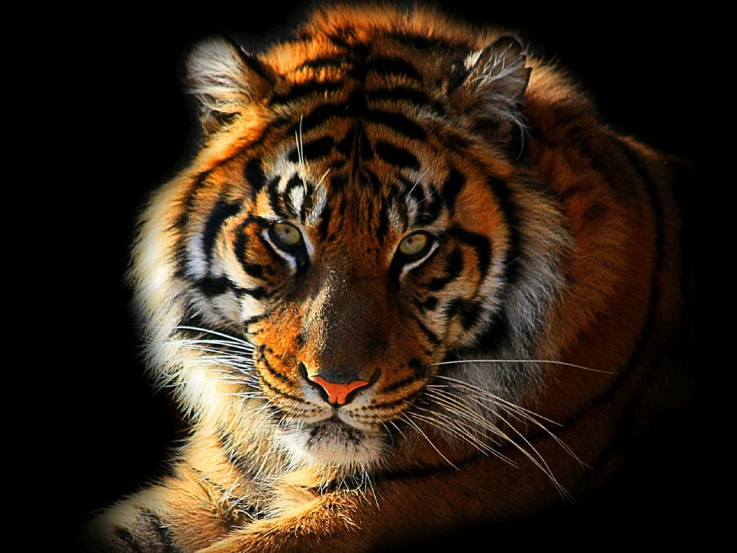 Tiger vs Lion | Tiger